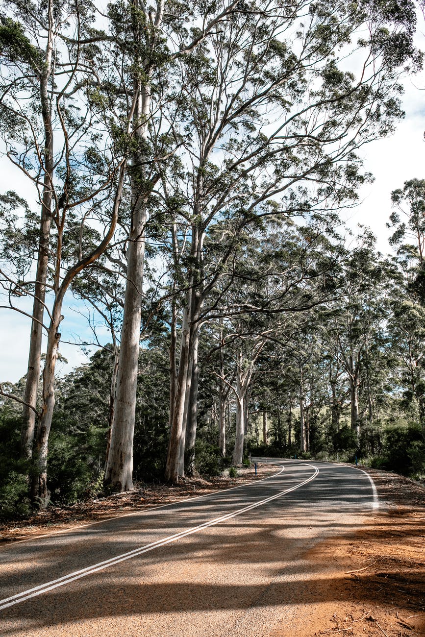 empty roadway between overgrown trees in summer