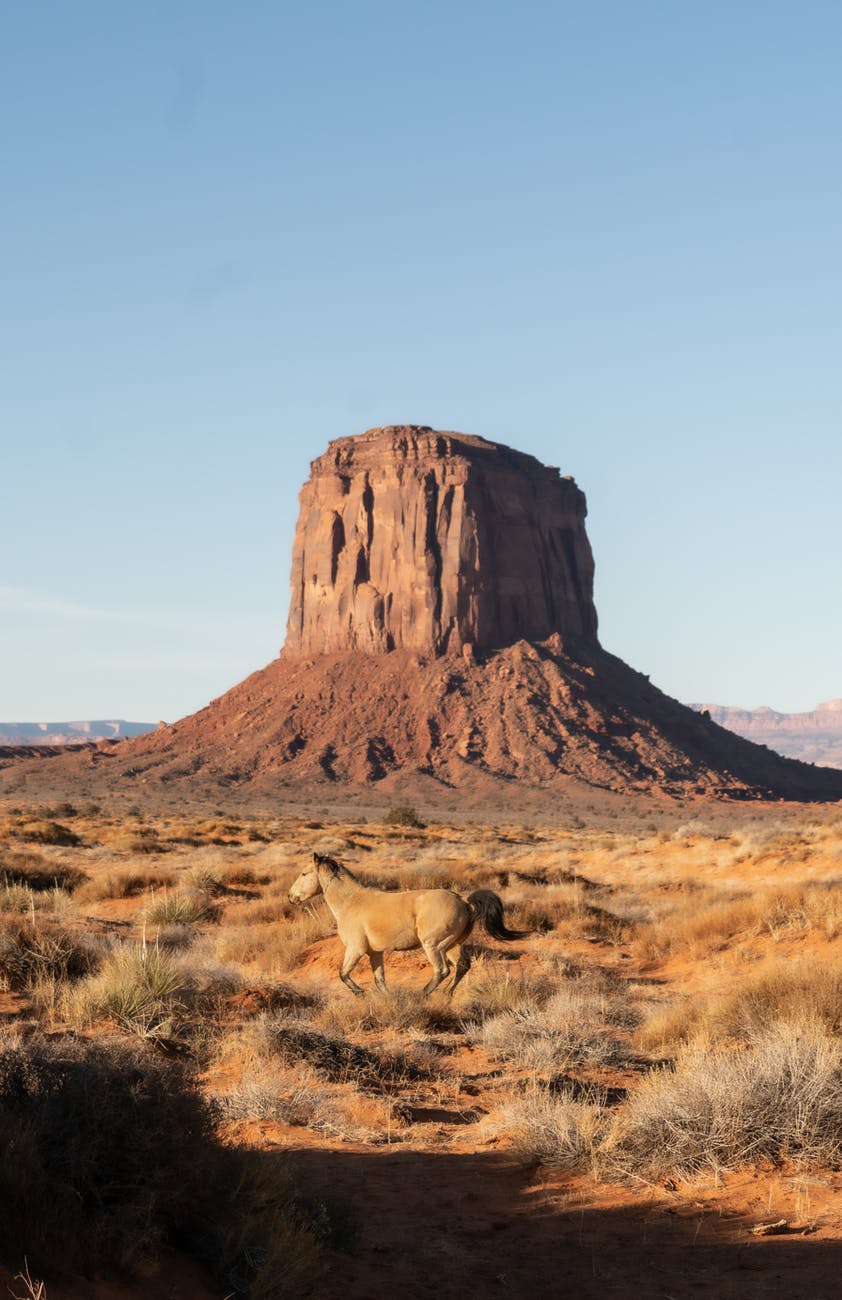 horse running in desert near mountain