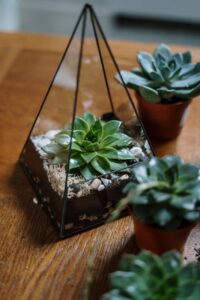 green succulent plant on brown clay pot