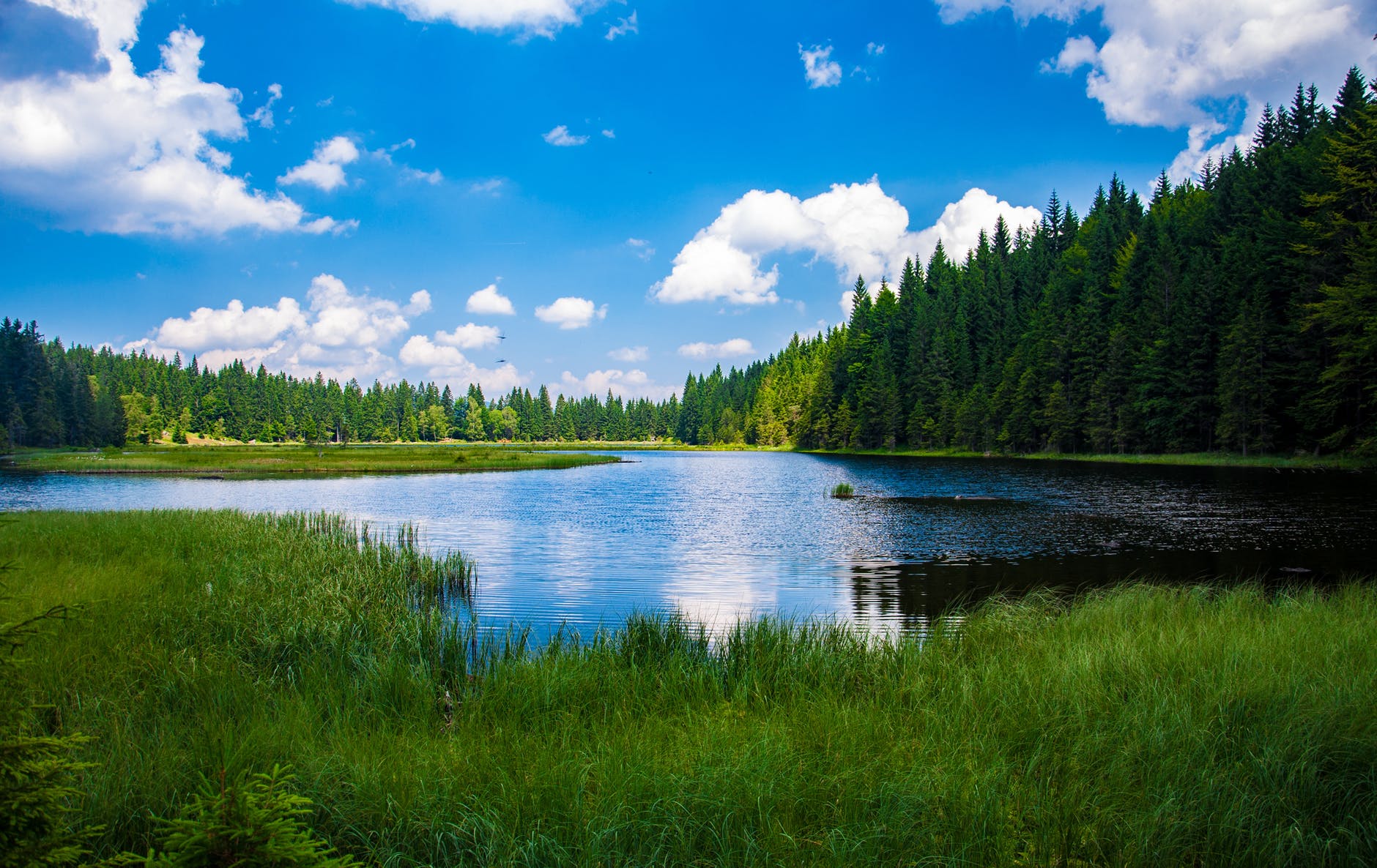 scenic view of lake in forest