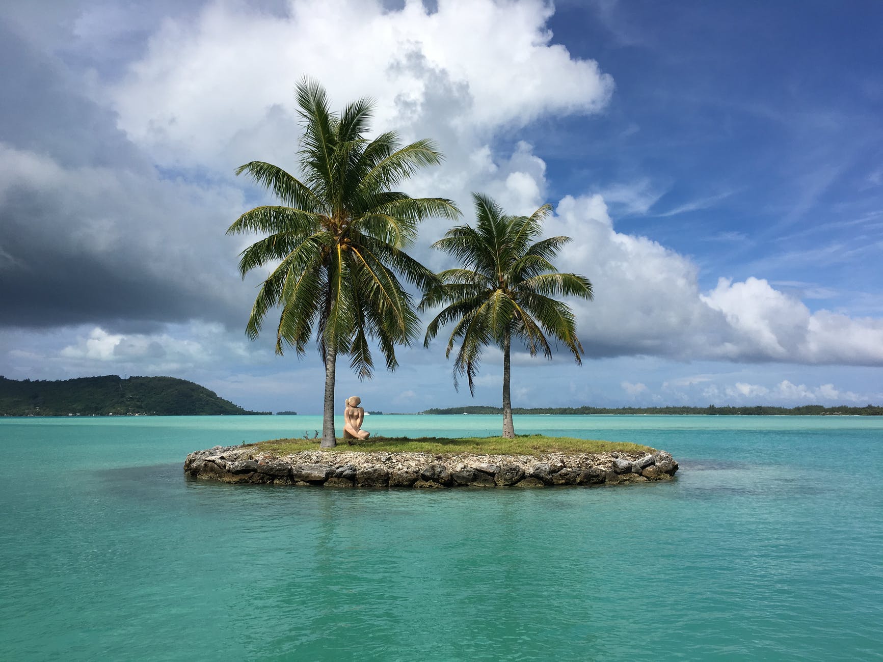 coconut trees planted on island