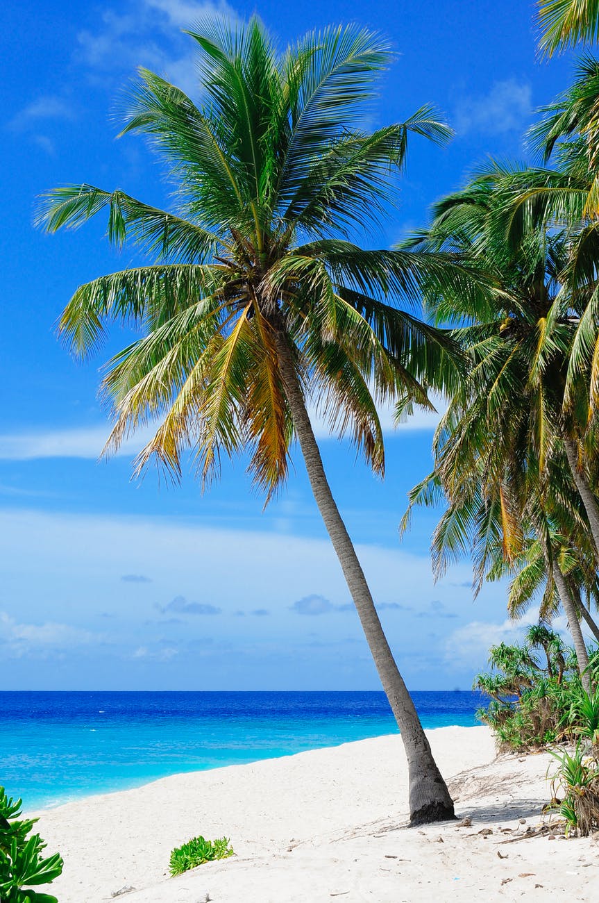 coconut tree near body of water under blue sky